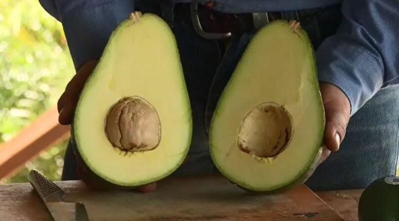 giant avos