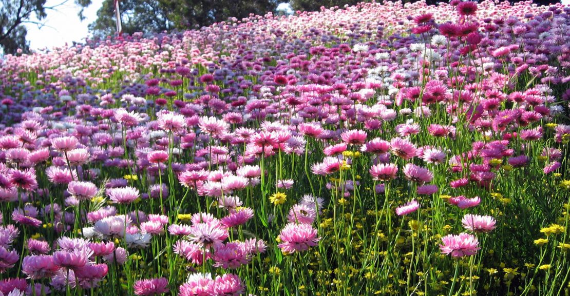 wildflowers